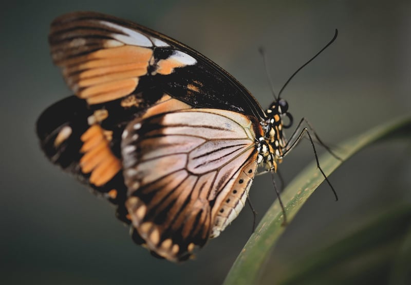 Butterfly in the jungle